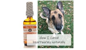 homeopathic heartworm treatment