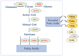 lipid metabolism and cancer