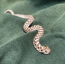 Is it possible to keep Western hognose snakes as pets?