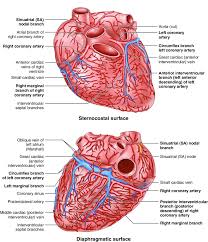 The most notable difference between arteries and veins is that the veins carry blood from the heart to the tissues, while the arteries do so from the tissues to the heart. 5 Heart Supply With Overview Of Arteries And Veins Download Scientific Diagram