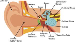 middle ear anatomy and function