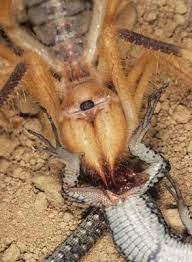 At least that is what urban legend and popular myths would have you believe. Camel Spider Eating Lizard From The Groin Natureismetal