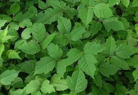 how to get rid of poison ivy in the