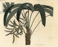Broadleaf lady palm, Rhapis excelsa (Male dwarf ground ratan ...