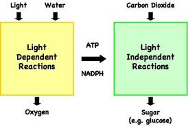 Flow Chart Light Dependent Reactions Wiring Schematic