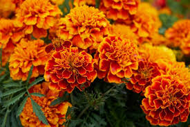 October Birth Flowers Marigold And Cosmos The Old