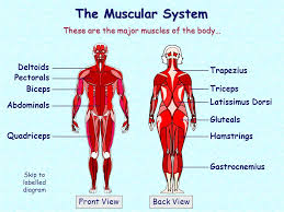 The muscular system is an organ system consisting of skeletal, smooth and cardiac muscles. The Muscular System These Are The Major Muscles Of The Body Deltoids Ppt Video Online Download