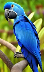 blue macaw parrot stock photos royalty