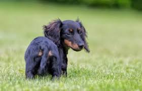 The miniature pinscher, min pin or zwergpinscher is a small popular german dog breed. Miniature Dachshund Rescue Lovetoknow