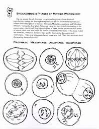 < cell cycle < mitosis ^ meiosis overview meiosis. Cellsalive Cell Cycle Worksheet Answers Printable Worksheets And Activities For Teachers Parents Tutors Homeschool Mitosis And Meiosis Worksheet Biosci 110 Answer Key Coloring Pages Mathfax Math Worksheets For Year 1 Free Math