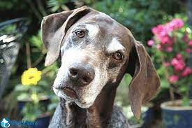 do german shorthaired pointers shed
