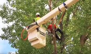 Clicking on the red map icons will show more information about them, as well as any available customer review ratings. Steadfast Tree Care Stafford Free Quotes 540 356 3722