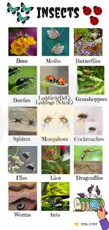 Names Of Insects List Of Insects With Pictures 7 E S L
