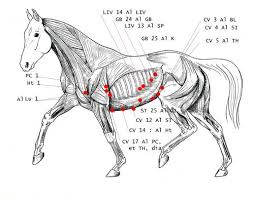 Main Acupuncture Points On Horse Equine Massage Therapy