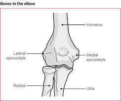 What is responsible for the resilience of cartilage? Elbow Pain Causes Exercise Treatments Versus Arthritis