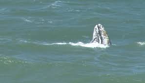 Image result for whale in Pacifica, CA picture