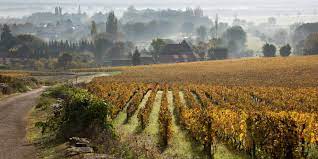 Wandelen Bourgogne | Wijnwandelreis langs de Côte d'Or | SNP