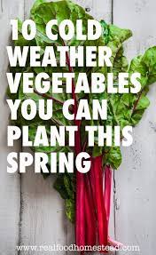 cold weather vegetables you can plant