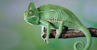 chameleon vs lizard what are the