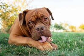 The colossal mastiff belongs to a canine clan as ancient as civilization itself. Bordeaux Dogge Steckbrief Hundehaftpflicht Check24