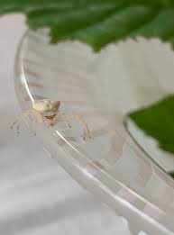 20200824幸運の兆し⁈白い蜘蛛が家の中に。 : gallery円山ステッチ & 佐野明子のblog