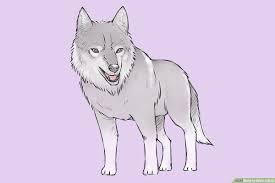 4 ways to draw a wolf wikihow