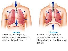 The chest expands very little if at all while stomach breathing, while the abdominal area expands significantly. What Is The Name Of The Lung Part That Works To Expand And Deflate Quora