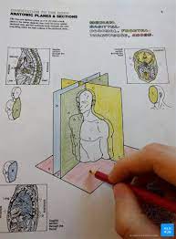Anatomy coloring book updated edition ( netter basic science) full popular john. Anatomy Coloring Books How To Use Free Pdf Kenhub