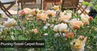 how to care and pruning flower carpet roses