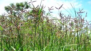 And leaf extract to grinting grass seed (cynodon dactylon) germination, . Rumput Teki Tanaman Pengganggu Yang Berkhasiat Obat Greeners Co