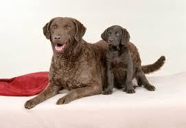 chesapeake bay retriever mother and