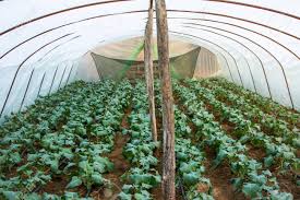 Cold greenhouse, cool greenhouse and warm greenhouse are common terms you'll see quite often. Vegetables Growing In A Small Greenhouse In The Countryside Stock Photo Picture And Royalty Free Image Image 76273789