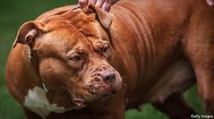 xl bully dogs should be banned everywhere