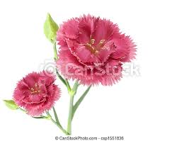 1,293 likes · 41 talking about this · 252 were here. Two Pink Carnation Flowers Isolated On A White Background Canstock