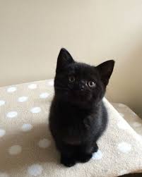 There are many varieties, all with broad bodies, short legs, and short thick tails. British Shorthaired Black Kitten 8 Weeks Black Kitten British Shorthair Cats Kitten