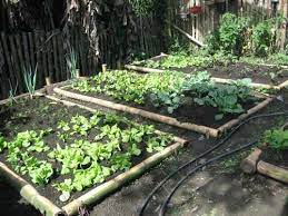 urban vegetable gardens