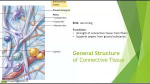 d connective tissue cells
