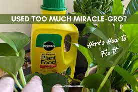 Miracle Gro On Your Plants