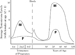 The Life Cycle Average Testosterone Levels For Males M And