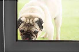 The Reason Why Your Dog Licks Windows