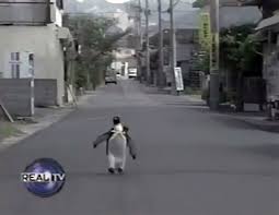 All species of penguin are protected so that you could only (legally) get a penguin from a zoo that. This Adorable King Penguin Was Living With A Family In Japan And Was Taught To Buy Fish At The Store On His Own Success Life Lounge