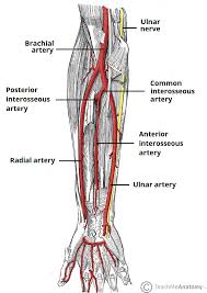 Arterial Supply To The Upper Limb Subclavian Brachial