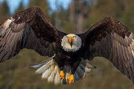 bald eagle in flight closeup fine art
