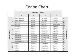 Ppt The Codon Chart Powerpoint Presentation Free Download
