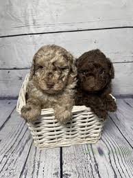 toy poodle dogs and puppies in