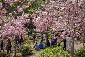 see cherry blossoms near los angeles