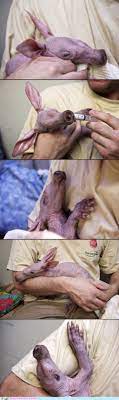 Creepicute: Nuru the Aardvark Baby - Daily Squee - Cute Animals - Cute Baby  Animals - Cute Animal Pictures - Animal Gifs - GIF Animals