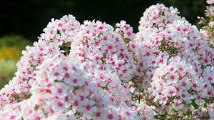 how to care for phlox flowers
