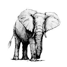 Selain menggambar, kalian juga bisa mewarnainya. Sketsa Gajah Stok Vektor Ilustrasi Sketsa Gajah Bebas Royalti Depositphotos