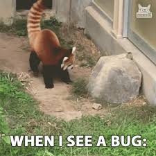 See more ideas about red panda, cute animals, panda. Funny Red Panda Gifs Tenor